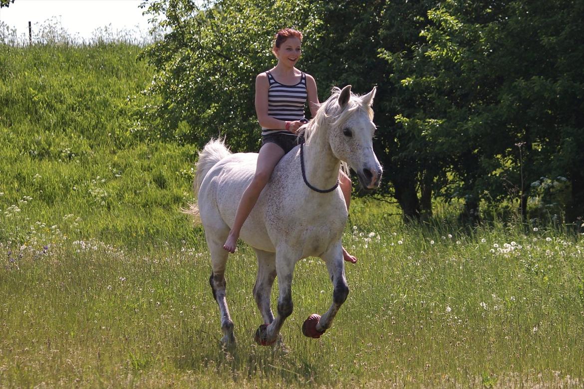 Arabisk fuldblod (OX) [ Isan ] <3 - Fotograf: Mie Busk Vedel billede 18