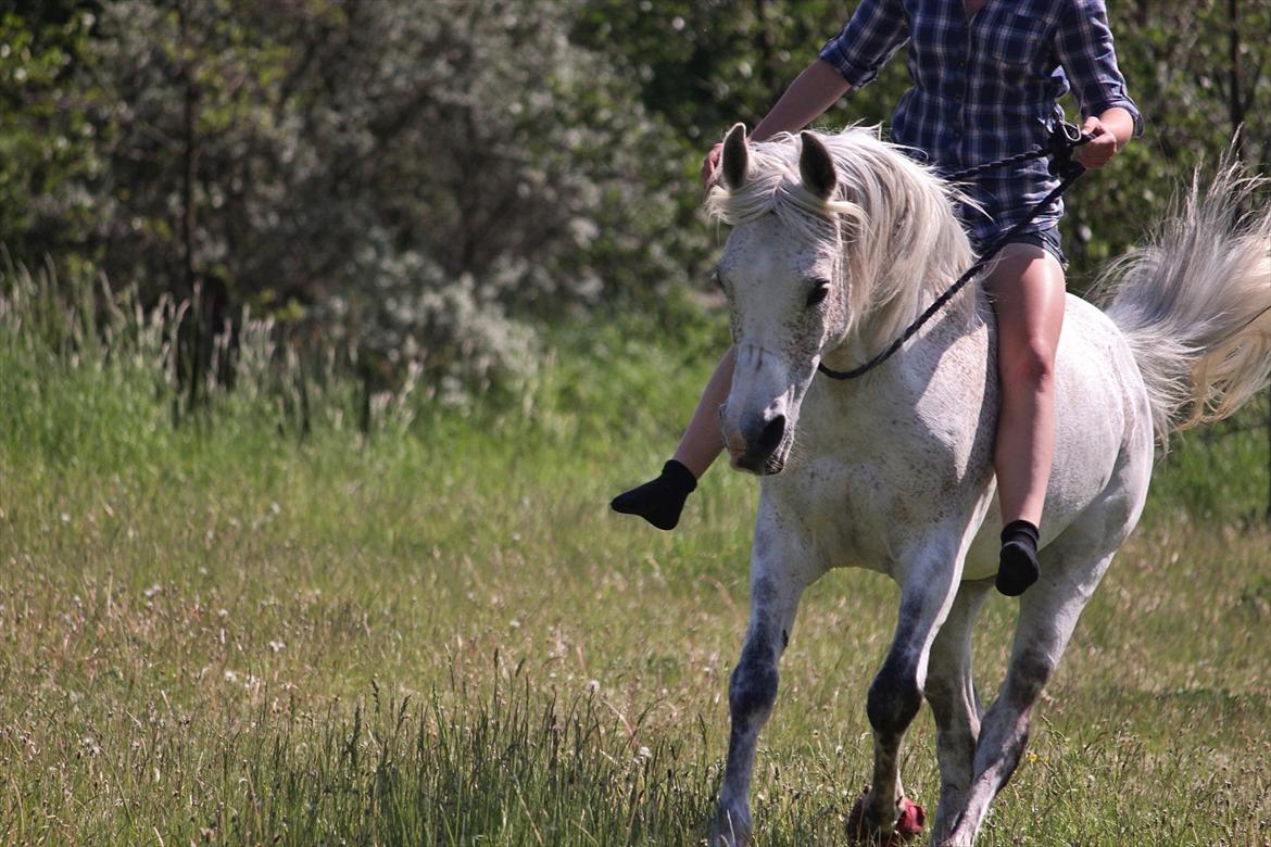 Arabisk fuldblod (OX) [ Isan ] <3 - Mie og Isan i cordeo <3

Fotograf: Mig billede 8