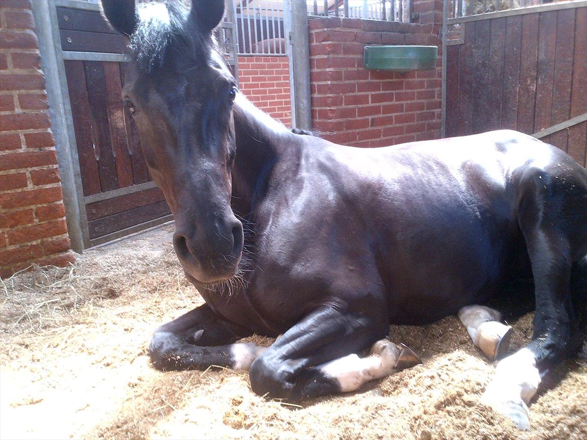 Dansk Varmblod Rapina Nord billede 7