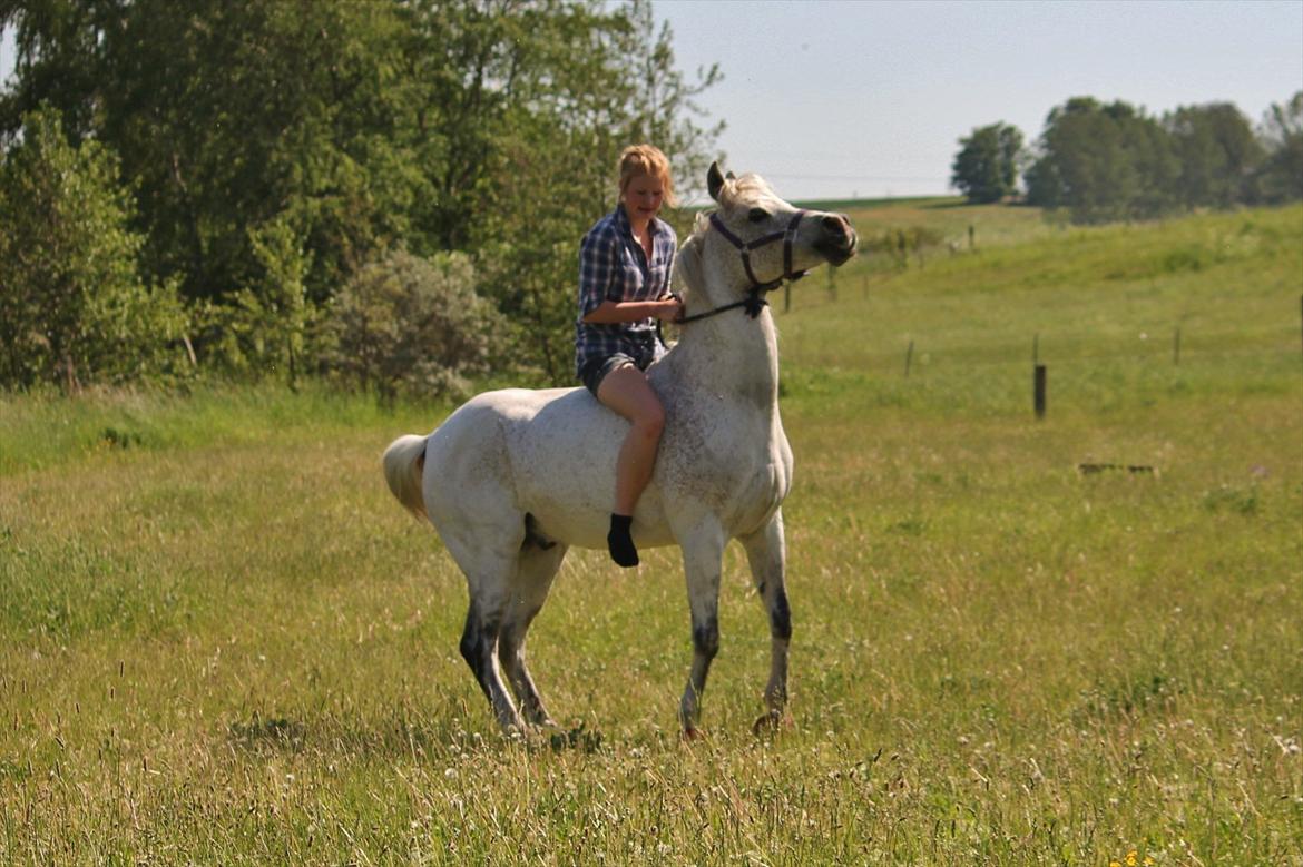 Arabisk fuldblod (OX) [ Isan ] <3 - Isan stejler lidt :-P <3

Fotograf: Mig billede 19