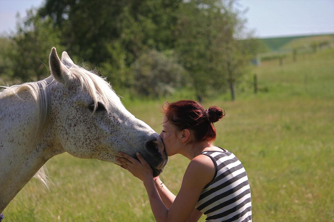 Arabisk fuldblod (OX) [ Isan ] <3 - Fotograf: Mie Busk Vedel billede 14