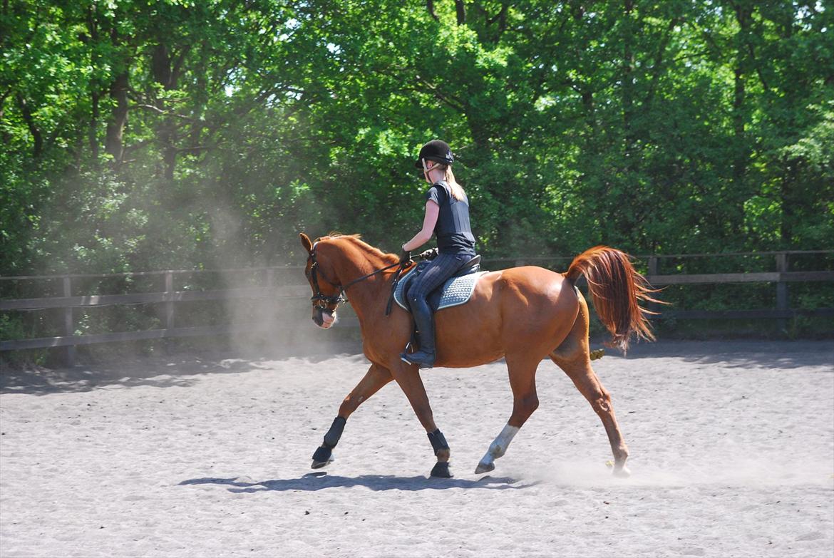 Dansk Varmblod Lester Estelle - Dressurundervisning. Maj 12 billede 4