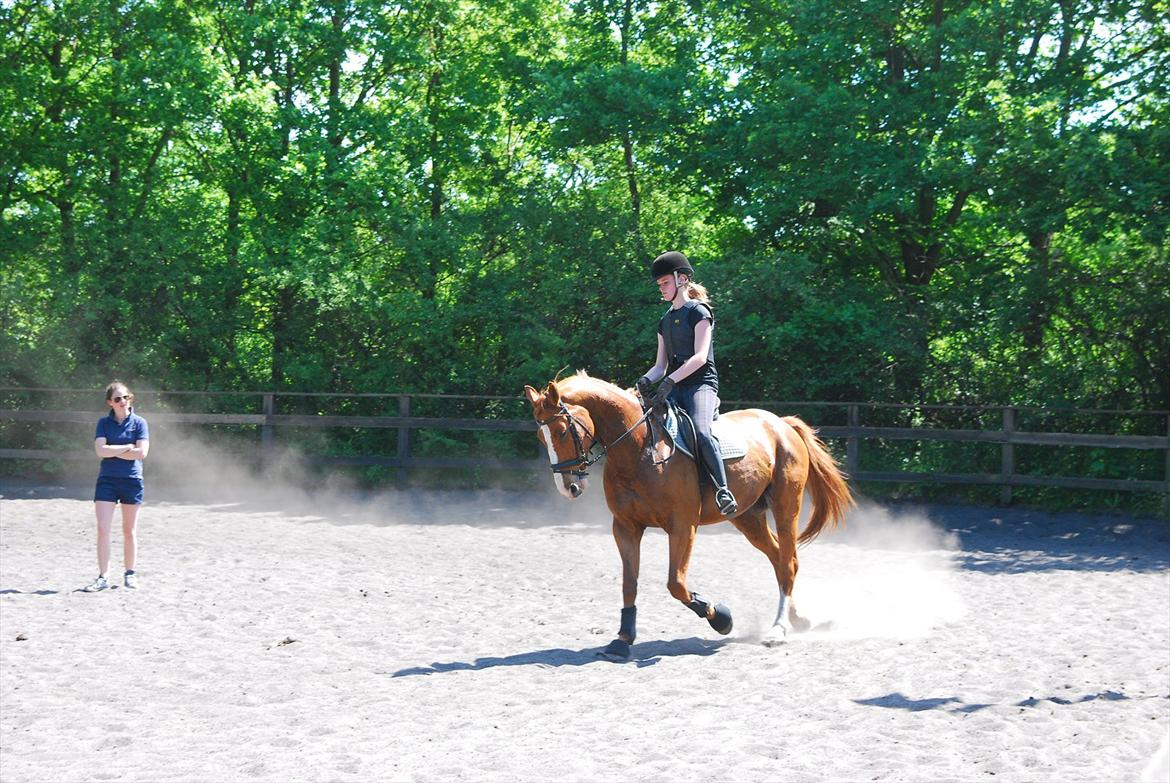 Dansk Varmblod Lester Estelle - Dressurundervisning. Maj 12 billede 13