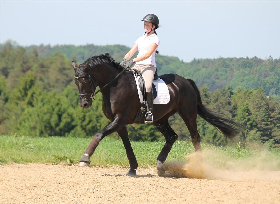 Dansk Varmblod Rapina Nord billede 3