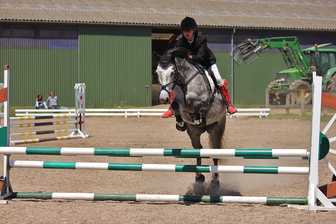 Anden særlig race [ Maybeline ] :-* - Maybe i stor stil på en LB(80cm) :-* Fejlfri <3

Fotograf: Mie Busk Vedel billede 17