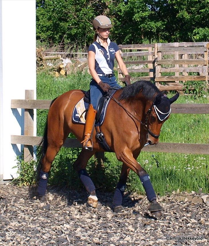 Dansk Varmblod Fældgårdens Dia-Lou billede 2