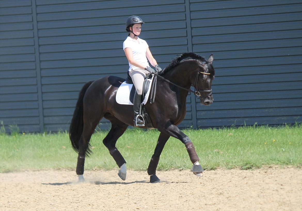 Dansk Varmblod Rapina Nord billede 4