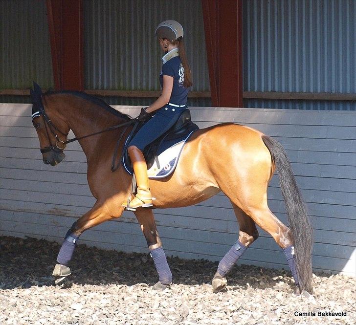 Dansk Varmblod Fældgårdens Dia-Lou billede 13