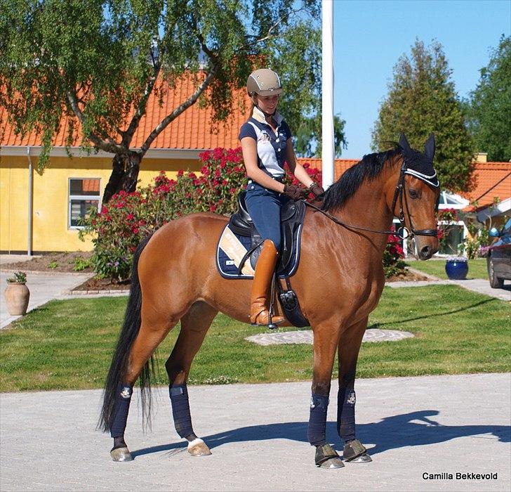 Dansk Varmblod Fældgårdens Dia-Lou billede 15