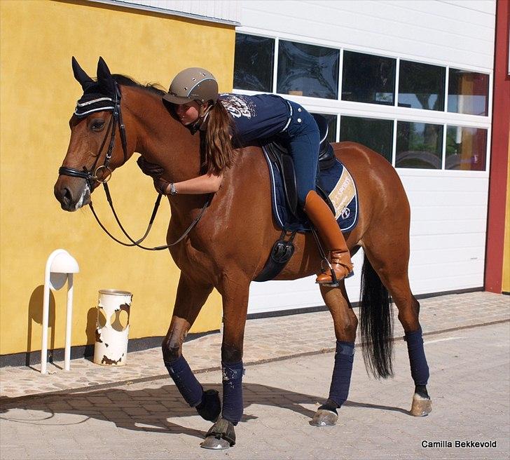 Dansk Varmblod Fældgårdens Dia-Lou billede 16