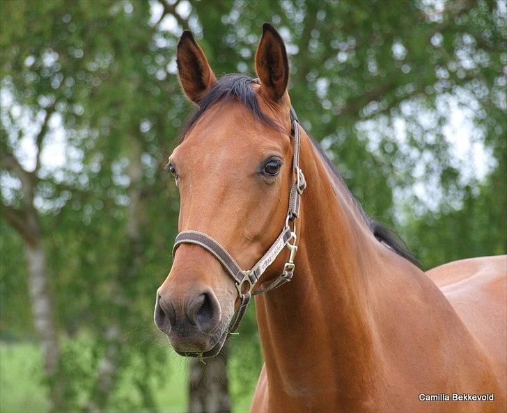 Dansk Varmblod Fældgårdens Dia-Lou billede 11
