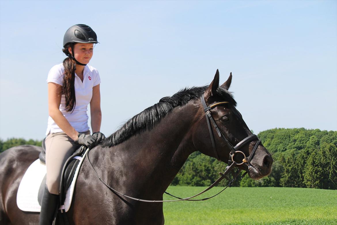 Dansk Varmblod Rapina Nord billede 10