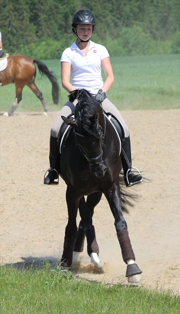 Dansk Varmblod Rapina Nord billede 5