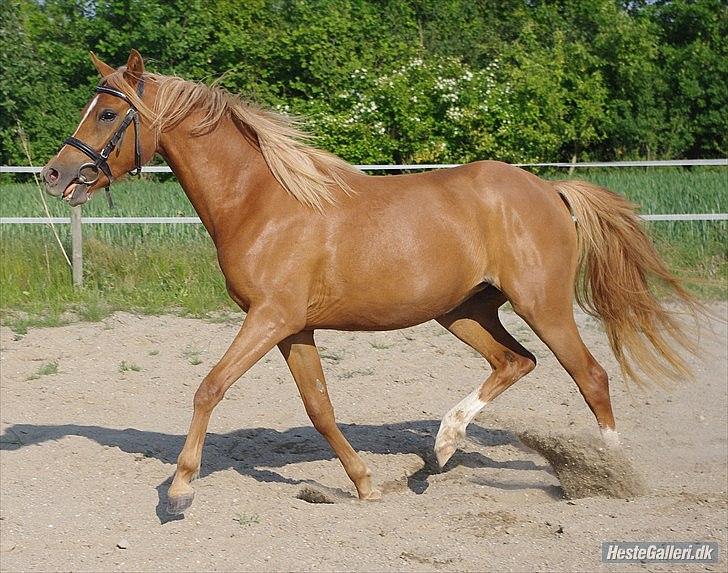 Welsh Partbred (Sec F) Sweet About Me *soulmate* - you and me forever! ;-* billede 15
