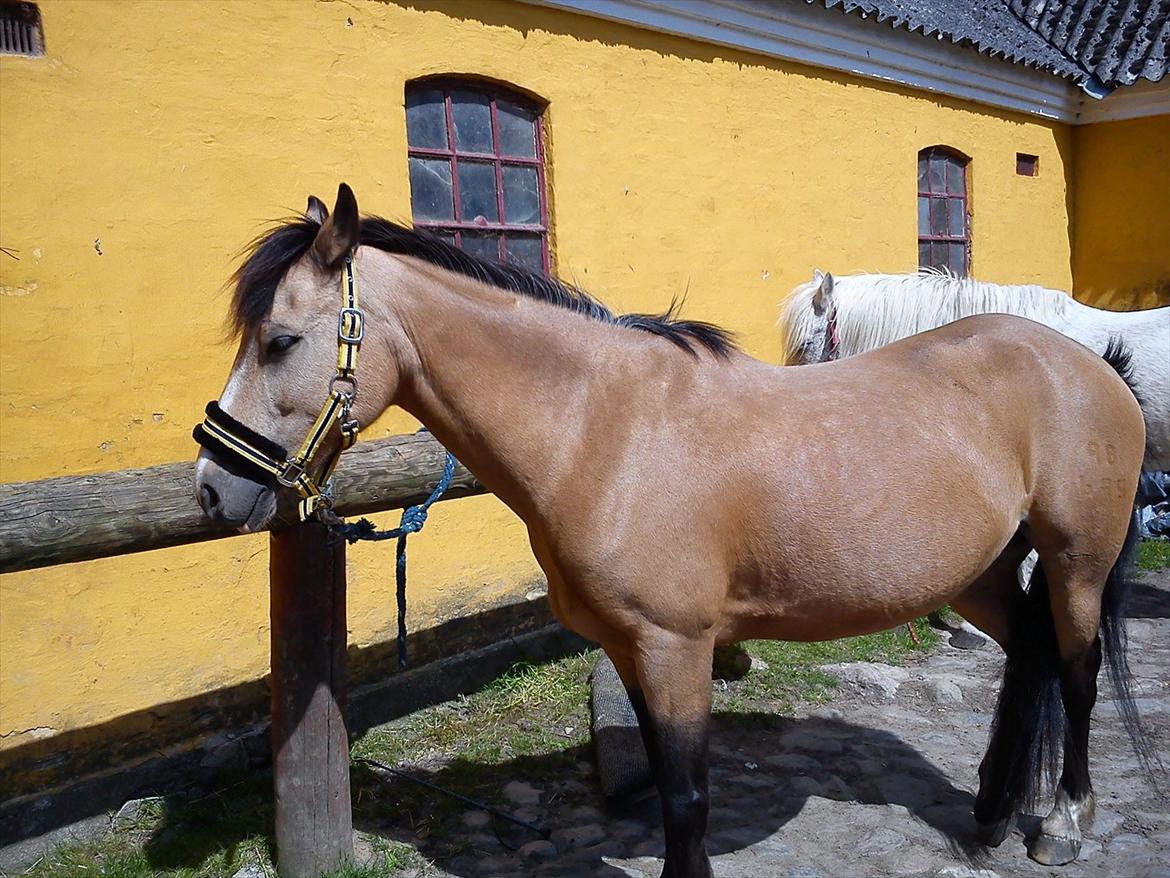 Welsh Pony af Cob-type (sec C) Fanny Af Sønderbo - sommer pels jaaaaaaa billede 18