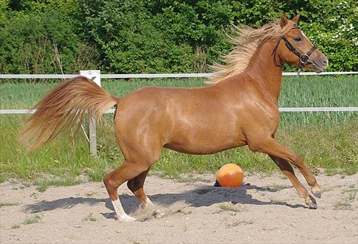 Welsh Partbred (Sec F) Sweet About Me *soulmate* - it´s gonna be you!<3 billede 12