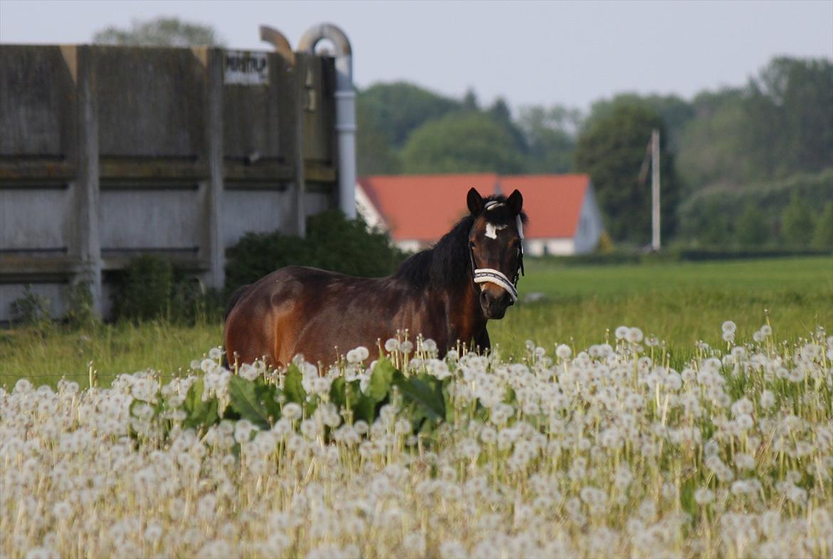 New Forest Feldholm's Penny - Folden d. 26/5 | Iben Furland billede 9
