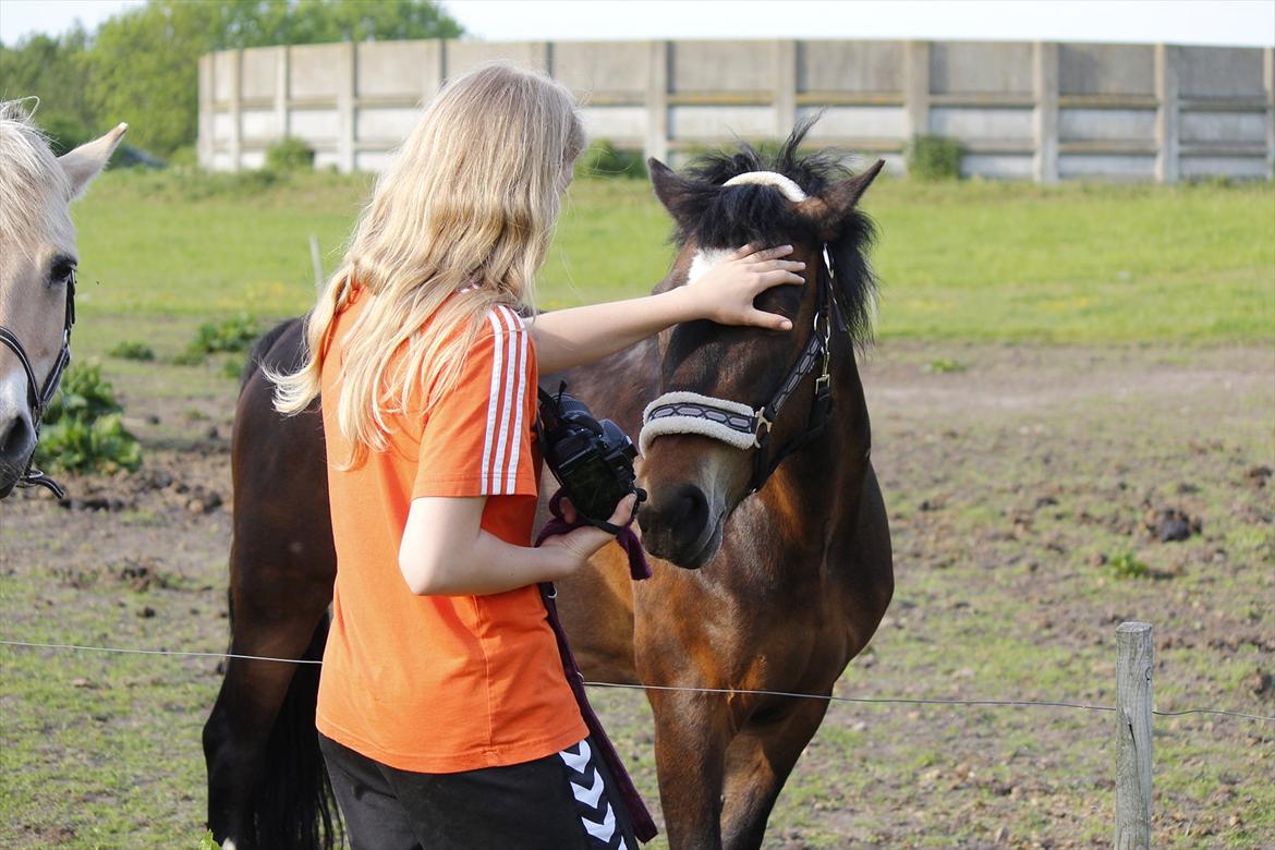 New Forest Feldholm's Penny - Guud, hvor jeg dog elsker dig hest! <3 billede 16
