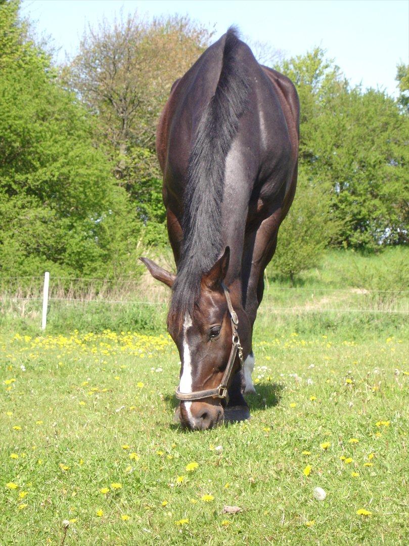 Oldenborg Møllevangs Bandit - Velkommen til Møllevangs Bandits profil ;-) billede 1