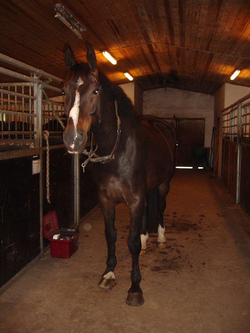 Oldenborg Møllevangs Bandit billede 2