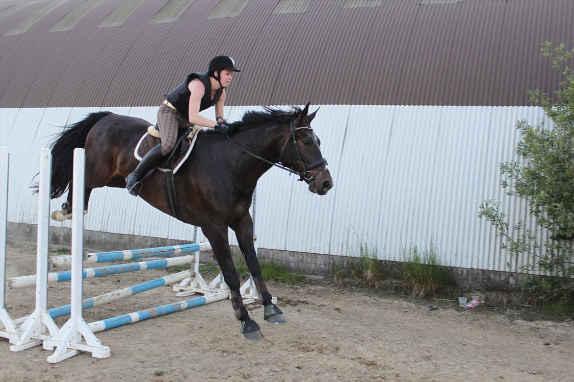 Oldenborg Møllevangs Bandit billede 3