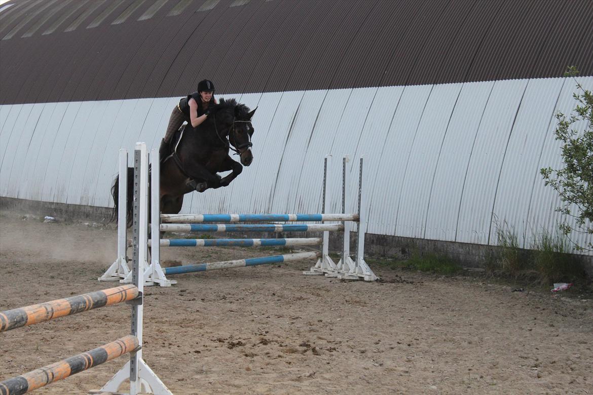 Oldenborg Møllevangs Bandit billede 6
