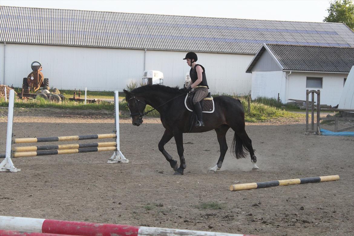 Oldenborg Møllevangs Bandit billede 7