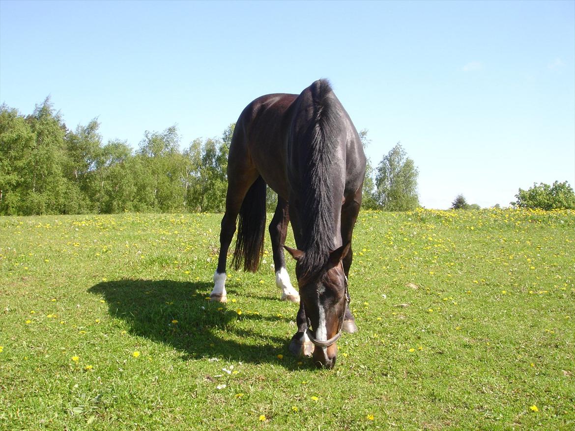 Oldenborg Møllevangs Bandit billede 8