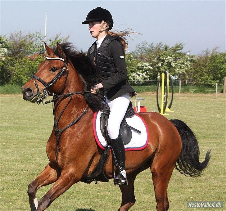New Forest Filur B-pony - eeeeeeelsker dig vildbasse !:*<3

Foto: Clarissa billede 11