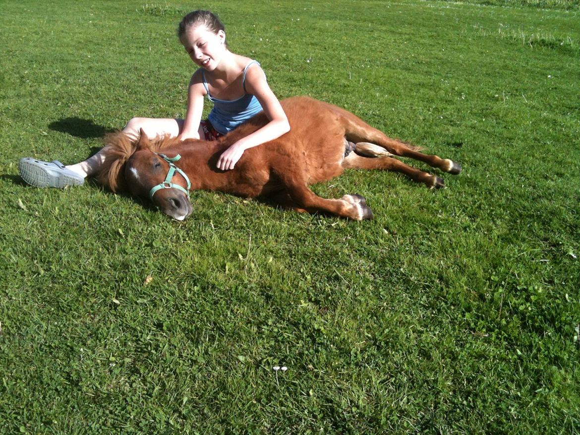 Shetl&#230;nder Chico&lt;3 - For&#229;r 2012 billede 20