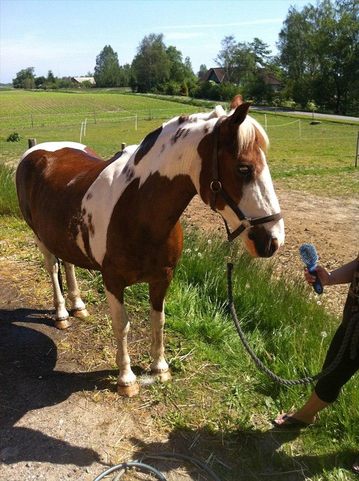 Anden særlig race Wotan - Min nyvasket sommer-pony <3 billede 9