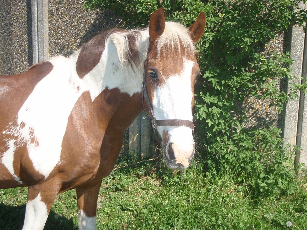 Anden særlig race Wotan - Min flotte sommer-pony <3 billede 10