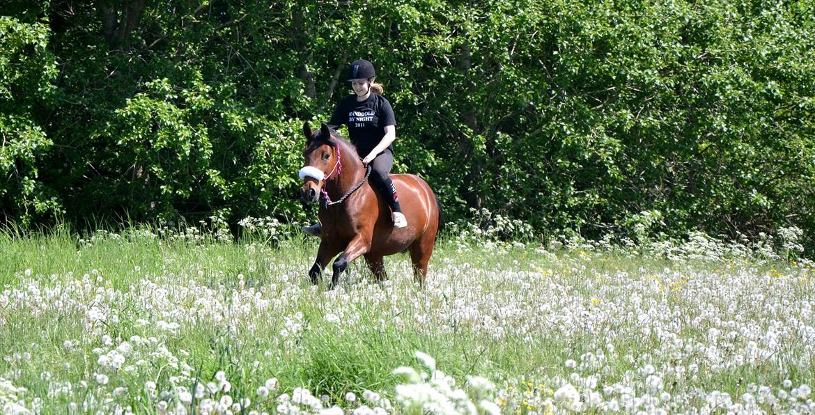 Anden særlig race TASJA - 28 maj 2012.  billede 9