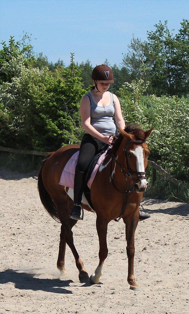 Pinto Sasha billede 18