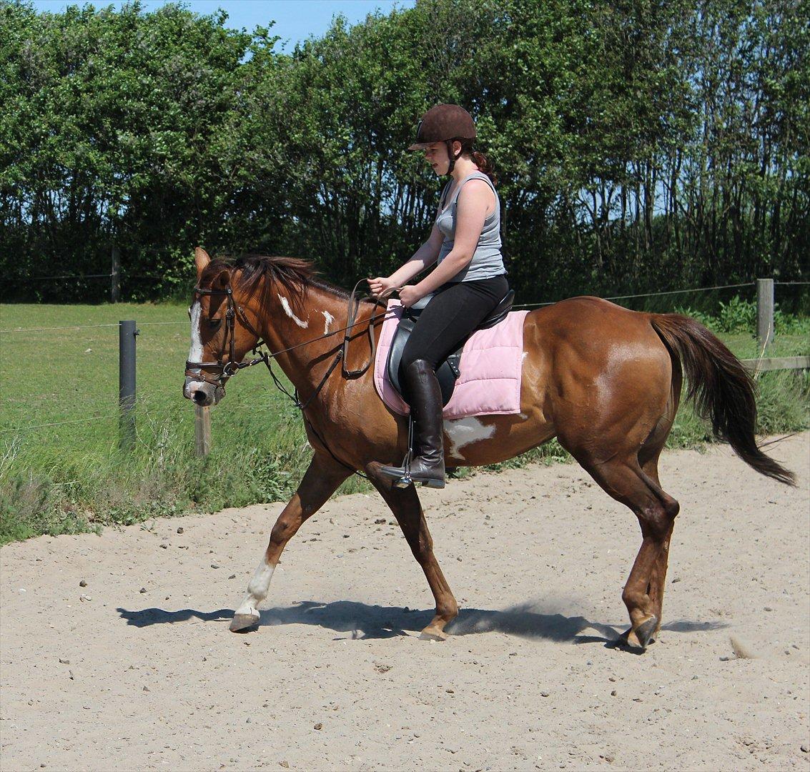 Pinto Sasha billede 19