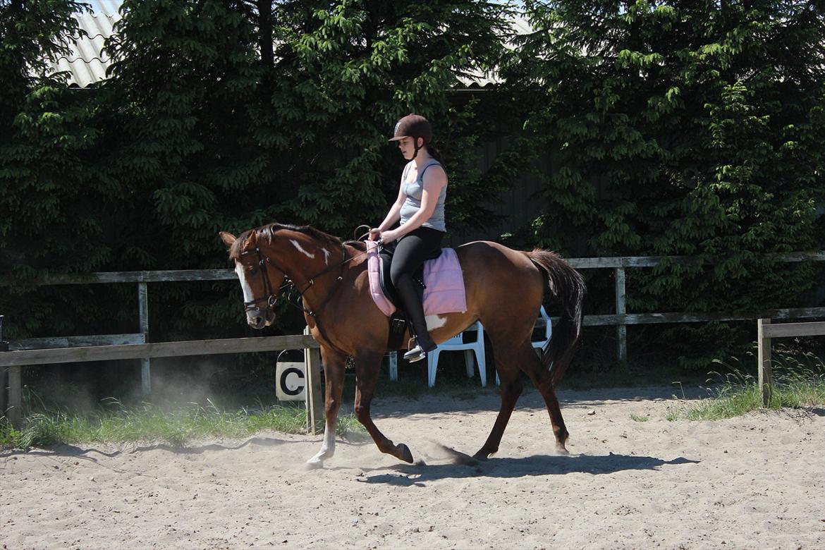 Pinto Sasha billede 20