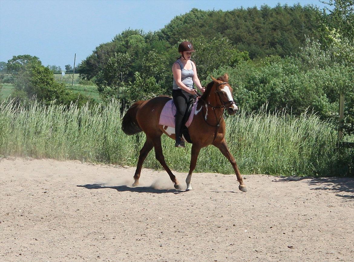 Pinto Sasha billede 21