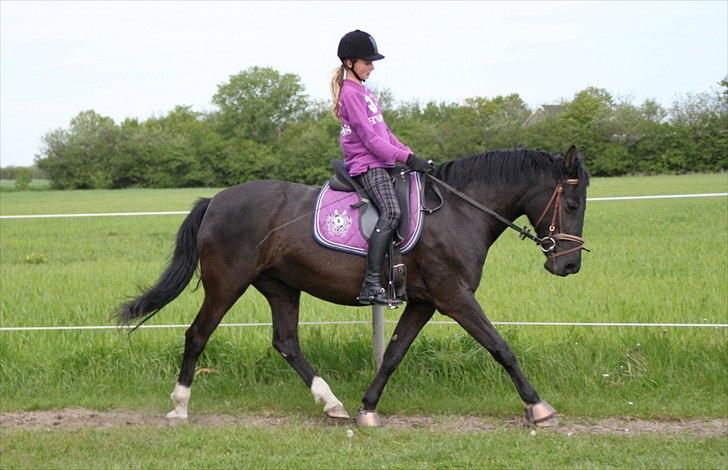 Anden særlig race Sokky - Dressurtræning billede 6