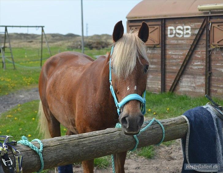 Belgisk Sportspony Fly-away - Så er fly striglet <3
Fotograf: Mig  billede 12