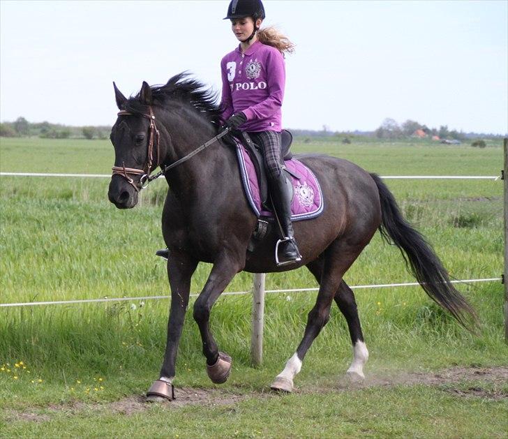 Anden særlig race Sokky billede 10