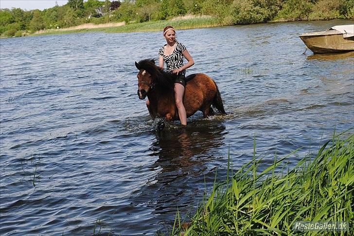 Shetlænder Manjo ||Part/Passer|| billede 1