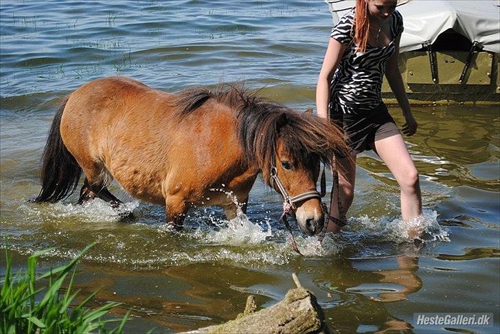 Shetlænder Manjo ||Part/Passer|| billede 2