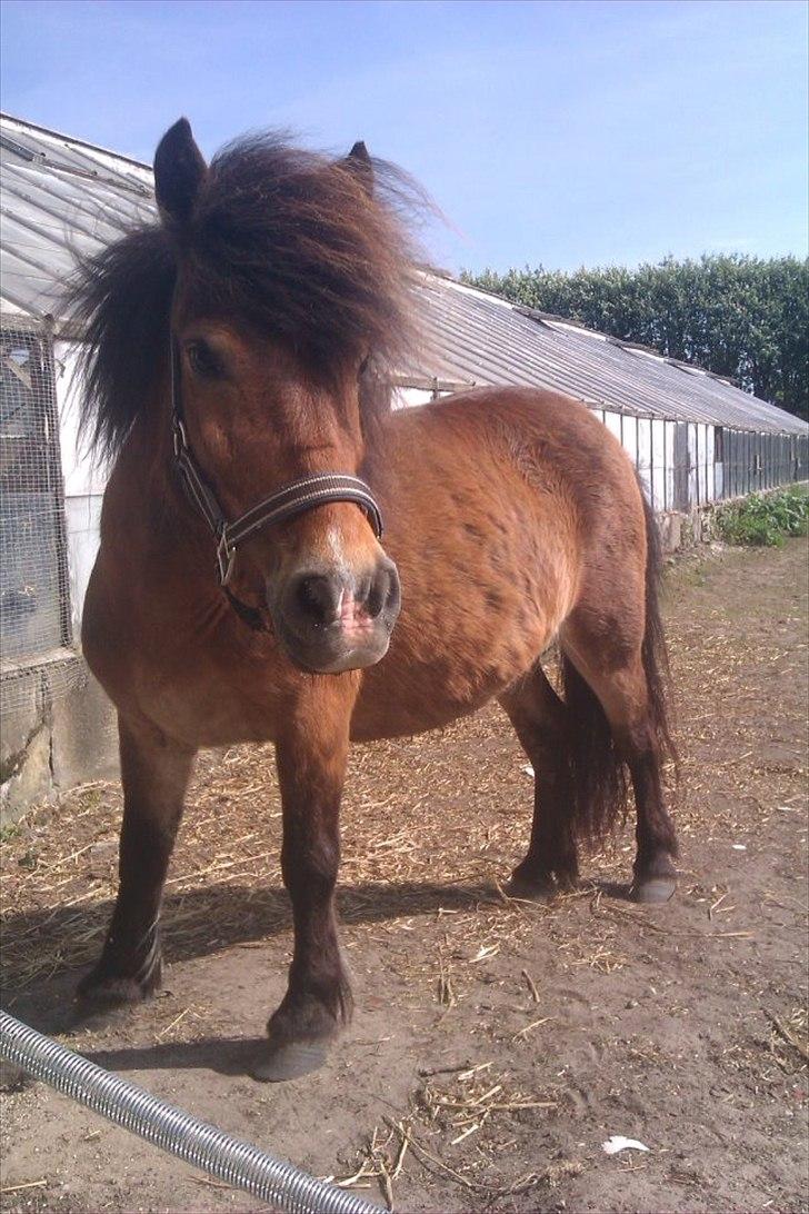 Shetlænder Manjo ||Part/Passer|| billede 3