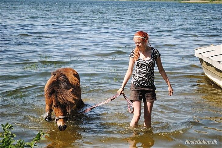 Shetlænder Manjo ||Part/Passer|| billede 4
