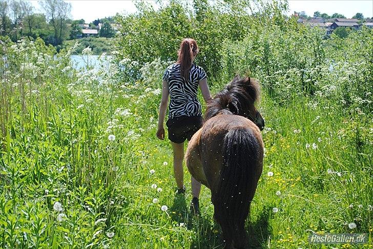 Shetlænder Manjo ||Part/Passer|| billede 5