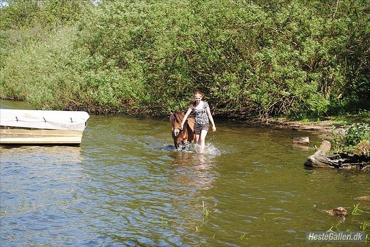 Shetlænder Manjo ||Part/Passer|| billede 6