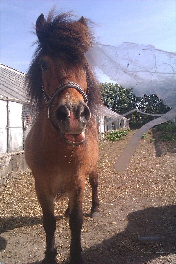 Shetlænder Manjo ||Part/Passer|| billede 7