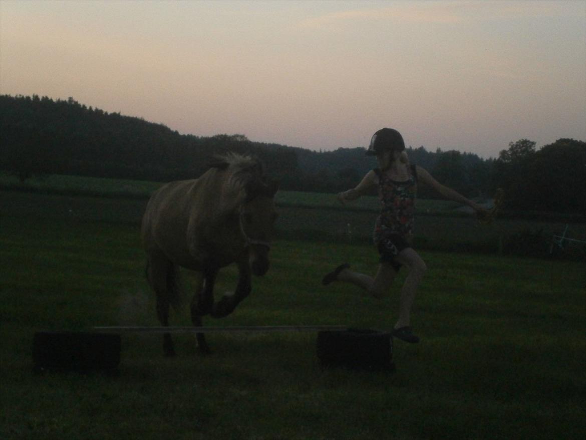 Anden særlig race Sweedy - Sweedy springer... Mathilde er ved siden af billede 10