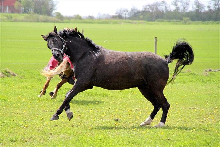 Anden særlig race Sokky billede 12