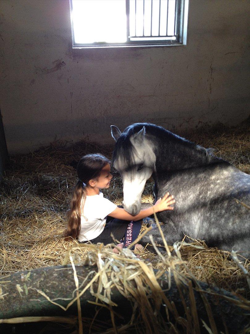 Welsh Pony (sec B) Clausholm Lord Joker Danmarksmester kat III 2015 - Dig og mig for altid billede 19